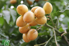 黃皮好吃嗎？黃皮是什么味道？