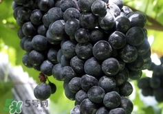 山葡萄根一斤多少錢？山葡萄根功效與作用