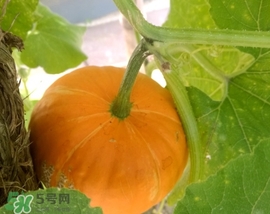 太陽果多少錢一斤？太陽果的價格