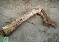 山葡萄根一斤多少錢？山葡萄根功效與作用