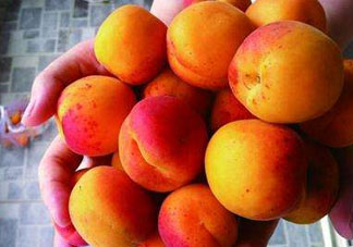 杏和荔枝能一起吃嗎？杏和荔枝一起吃會中毒嗎？