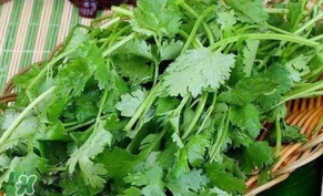 香菜洗腎有科學(xué)依據(jù)么？香菜能洗腎是真的嗎？