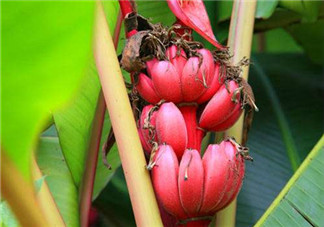 紅香蕉好吃嗎？紅香蕉味道怎么樣？
