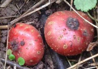 野地瓜賣多少錢一斤？野地瓜的功效與作用