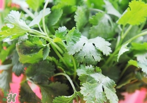 香菜是回奶的嗎？香菜是回奶還是下奶