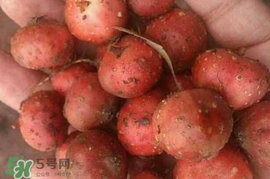 野地瓜賣多少錢一斤？野地瓜的功效與作用