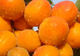 杏和榴蓮能一起吃嗎？榴蓮和杏能一起吃嗎？