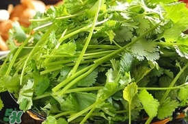 香菜是什么菜？香菜是陽痿草嗎？