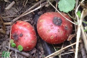 野地瓜賣多少錢一斤？野地瓜的功效與作用