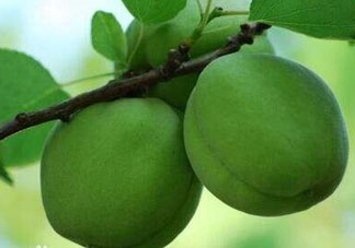 青杏怎么吃？青杏怎么做好吃？