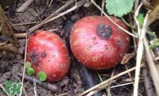 野地瓜滕熬水吃能治療什么病？野地瓜怎么吃