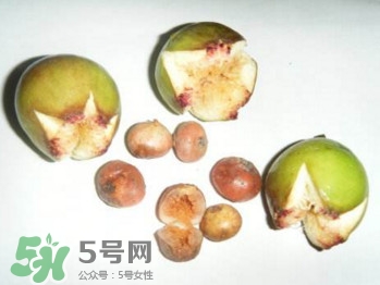 野地瓜滕熬水吃能治療什么?。恳暗毓显趺闯?></p><h3>如何挑選野地瓜</h3><p>落葉性匍匐地上的木質(zhì)藤本，有白色乳汁；莖棕褐色，節(jié)略膨大，生有多數(shù)不定根。葉互生，厚紙質(zhì)，卵狀橢圓形或倒卵形，長(zhǎng)1、6-6厘米，寬1-4厘米，先端鈍尖，基部近圓形或稍不對(duì)稱，邊緣有波狀齒，具3出脈，側(cè)脈3-4對(duì)，上面綠色，疏生短刺毛，下面淡綠色，沿脈波短毛；葉柄長(zhǎng)1-2厘米。</p>		</div>
<div align=