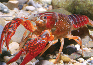 釣龍蝦用什么肉？釣龍蝦用什么肉是最厲害的？