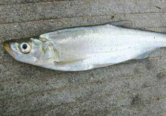 翹嘴魚怎么做好吃？翹嘴魚的做法