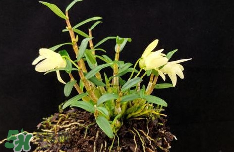 鐵皮石斛多少錢一斤2017？鐵皮石斛的價(jià)格