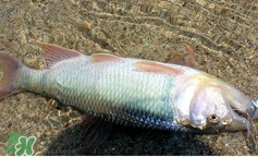 馬口魚(yú)怎么吃？馬口魚(yú)怎么做好吃？