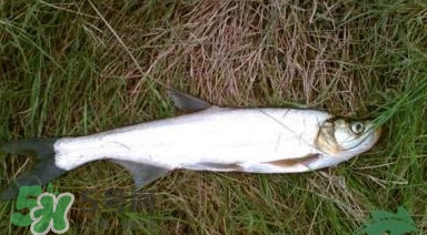 翹嘴魚多少錢一斤2017？翹嘴魚價(jià)格