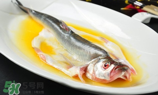 白條魚能長(zhǎng)多大？白條魚可以長(zhǎng)多大？