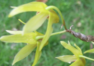 石斛花什么時候采摘？石斛花泡水喝有什么功效