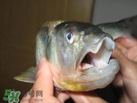 馬口魚怎么釣？馬口魚什么時候釣最好