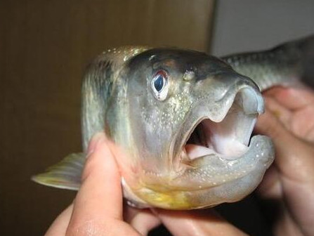 釣馬口魚用什么餌料？釣馬口魚用什么打窩？