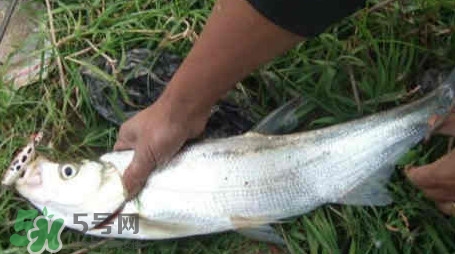 翹嘴魚多少錢一斤2017？翹嘴魚價(jià)格