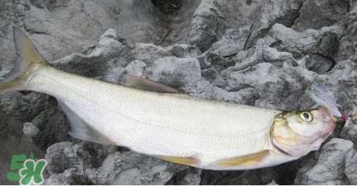 翹嘴魚是什么魚？翹嘴魚是淡水魚嗎