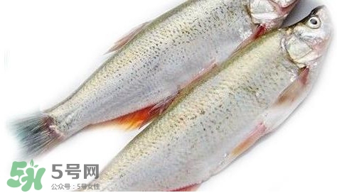 白條魚能長(zhǎng)多大？白條魚可以長(zhǎng)多大？
