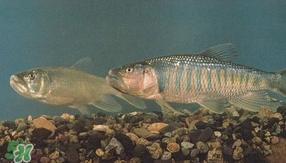 馬口魚是海魚嗎？馬口魚是什么魚