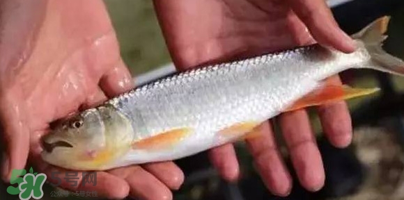 馬口魚(yú)能長(zhǎng)多大？馬口魚(yú)最大能長(zhǎng)多長(zhǎng)？