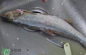 翹殼是什么魚？翹殼魚多少錢一斤2017？