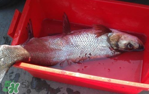 翹殼魚怎么做好吃？翹殼魚刺多嗎