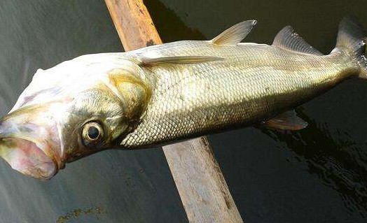 翹嘴魚是白條嗎？翹嘴魚和白條的區(qū)別