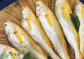 小黃魚長大后會不會變成大黃魚？
