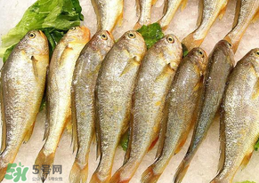 小黃魚長大后會不會變成大黃魚？