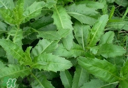 刺兒菜是蒲公英嗎？刺兒菜和蒲公英的區(qū)別