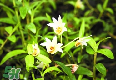 鐵皮石斛多少錢一斤2017？鐵皮石斛的價(jià)格