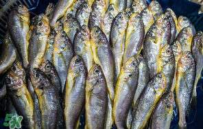 小黃魚多少錢一斤？野生小黃魚多少錢一斤？