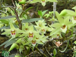 鐵皮石斛怎么養(yǎng)？鐵皮石斛盆栽種植方法