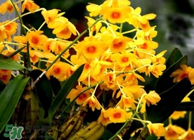 石斛花什么時(shí)候采摘？石斛花泡水喝有什么功效