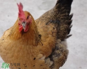 母雞是什么牌子？無印良品為什么叫母雞？