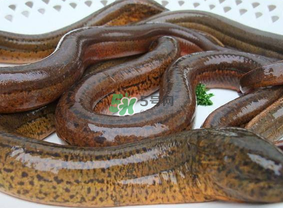 鱔魚可以養(yǎng)多久？鱔魚怎么養(yǎng)？