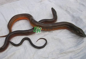 鱔魚可以養(yǎng)多久？鱔魚怎么養(yǎng)？