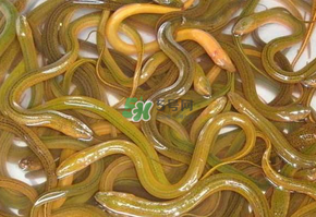鱔魚可以養(yǎng)多久？鱔魚怎么養(yǎng)？