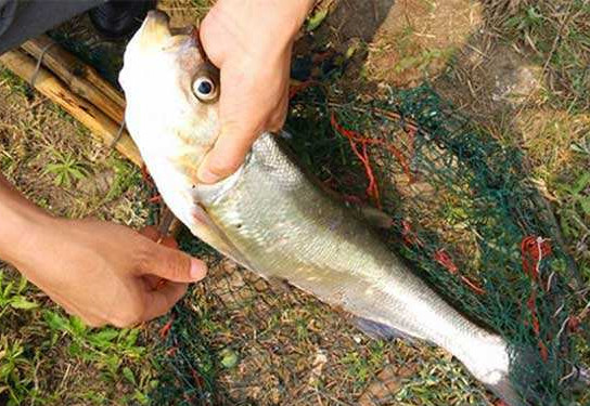 翹嘴魚是白條嗎？翹嘴魚和白條的區(qū)別