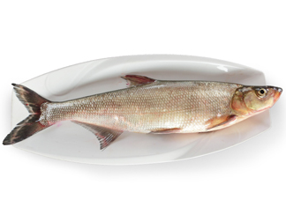 翹嘴魚多少錢一斤2017？翹嘴魚價格