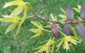 石斛花什么時(shí)候采摘？石斛花泡水喝有什么功效