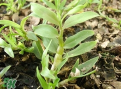 鐵皮石斛多少錢一斤2017？鐵皮石斛的價(jià)格