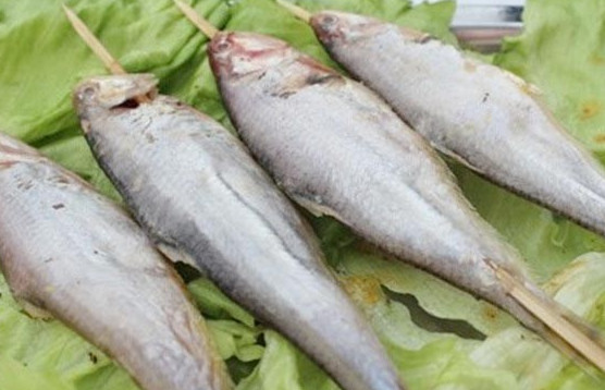 釣馬口魚用什么餌料？釣馬口魚用什么打窩？