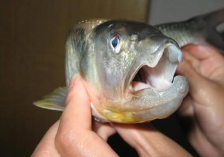 馬口魚怎么釣？馬口魚什么時(shí)候釣最好